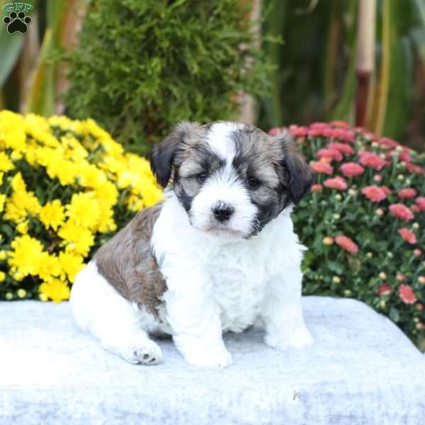 Autumn, Havachon Puppy